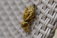 Heliophanus tribulosus