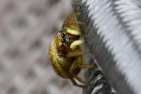 Heliophanus tribulosus