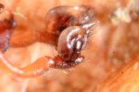 Gnathonarium dentatum