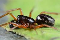 Neriene clathrata