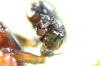 Neriene clathrata