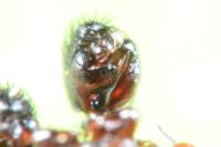 Neriene clathrata