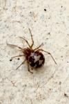 Steatoda triangulosa