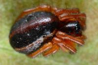 Hypsosinga heri
