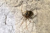 Nesticus cellulanus