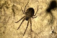 Metellina merianae
