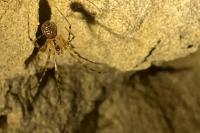 Nesticus cellulanus