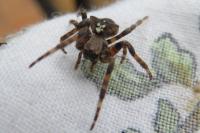 Araneus angulatus