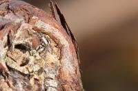 Salticus scenicus