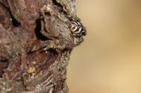 Salticus scenicus