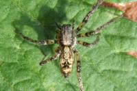 Anyphaena accentuata