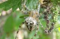 Araneus diadematus