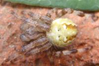 Araneus quadratus