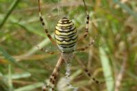 Argiope bruennichi
