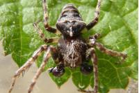 Gibbaranea bituberculata