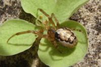 Zygiella x-notata