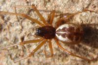 Linyphia hortensis