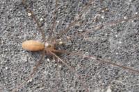 Pholcus phalangioides