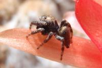 Evarcha arcuata