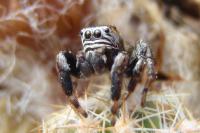 Evarcha arcuata