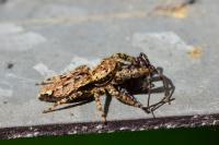Marpissa muscosa