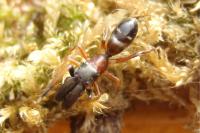 Myrmarachne formicaria