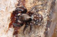 Pseudeuophrys erratica