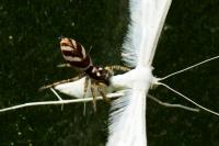 Salticus scenicus