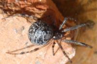 Parasteatoda tepidariorum