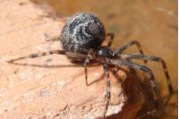 Parasteatoda tepidariorum