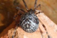 Parasteatoda tepidariorum