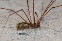 Pholcus phalangioides