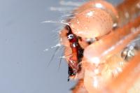 Pholcus phalangioides