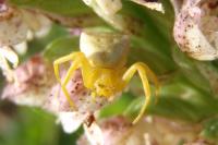 Thomisus onustus