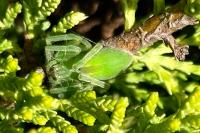 Micrommata ligurina