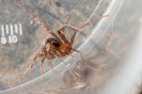 Steatoda grossa