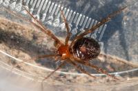 Steatoda grossa