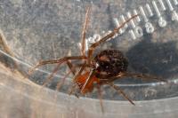 Steatoda grossa