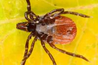 Ixodes ricinus
