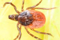 Ixodes ricinus