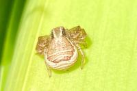 Xysticus