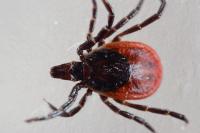 Ixodes ricinus