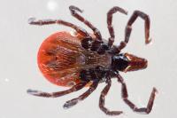 Ixodes ricinus