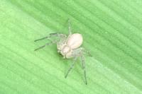 Philodromus