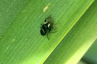 Heliophanus