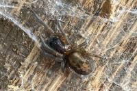 Amaurobius