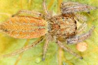 Marpissa radiata