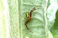 Ebrechtella tricuspidata