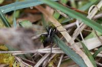 Pardosa