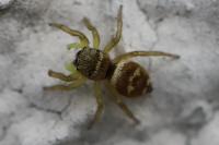 Heliophanus tribulosus